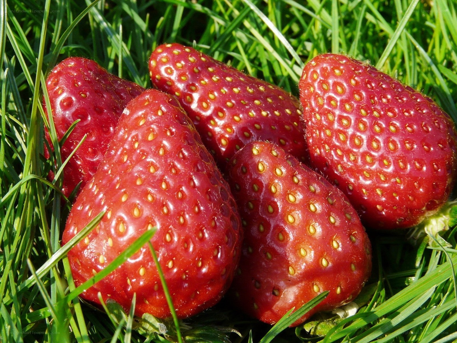 Fresh strawberries on grass