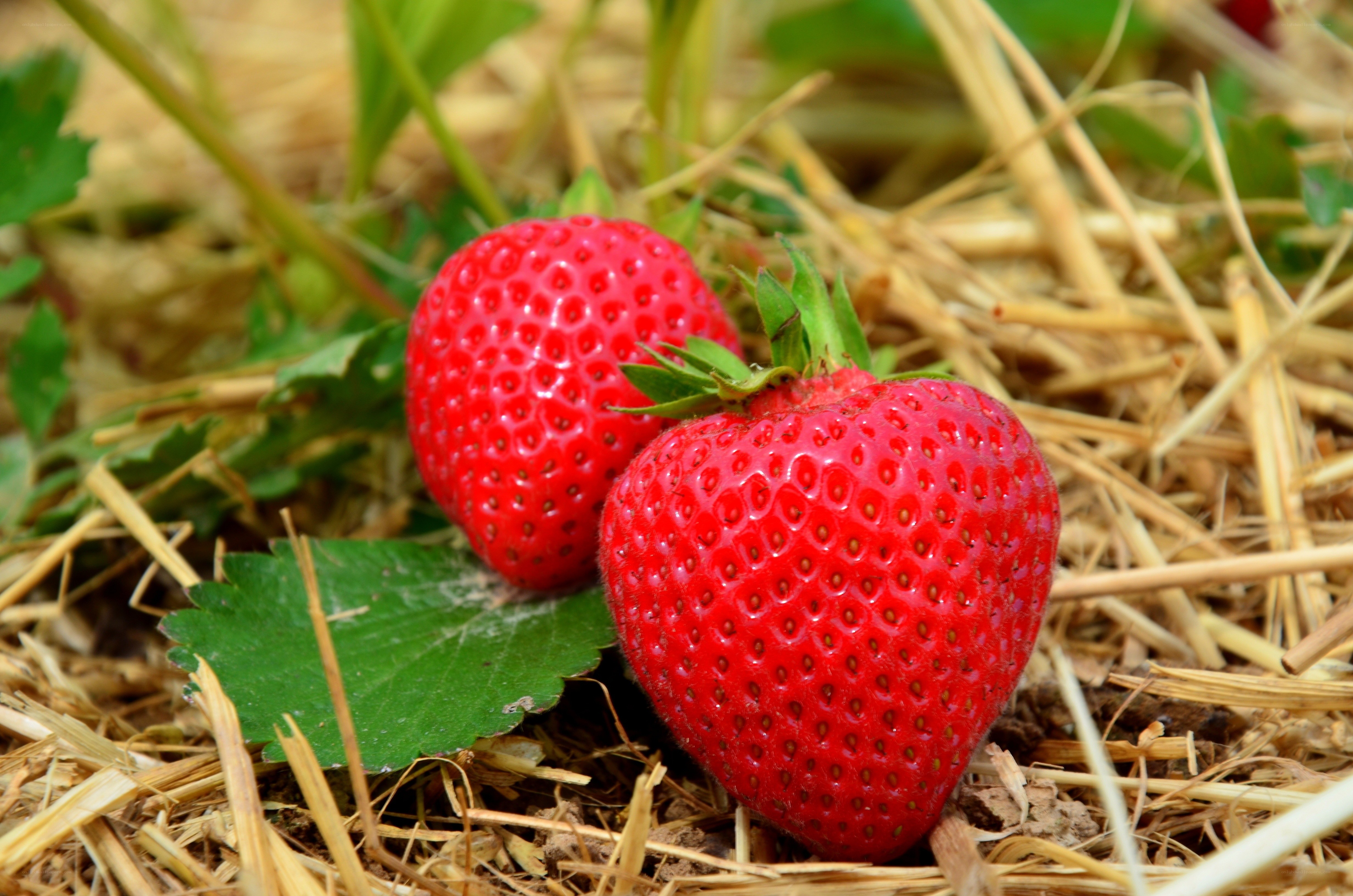 Fresh strawberries on straw