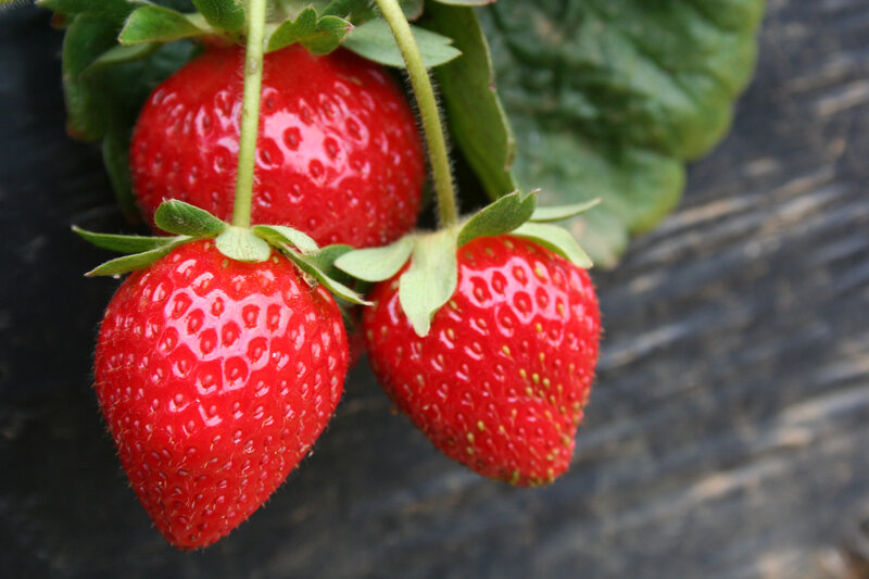 Fresh strawberries on the vine