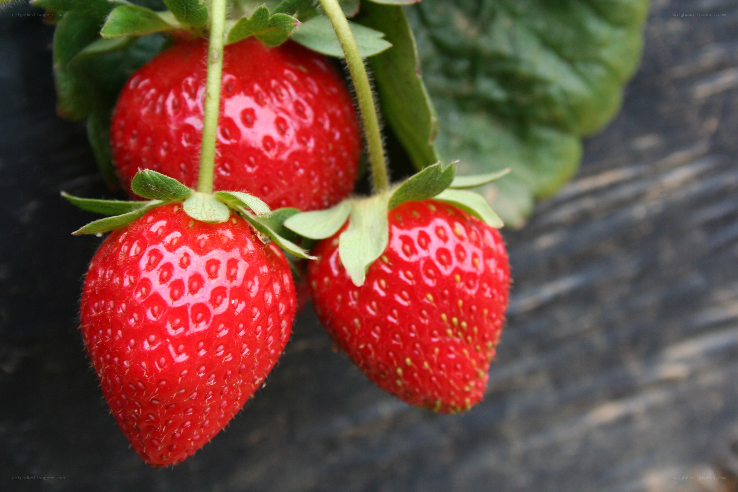 Fresh strawberries on the vine