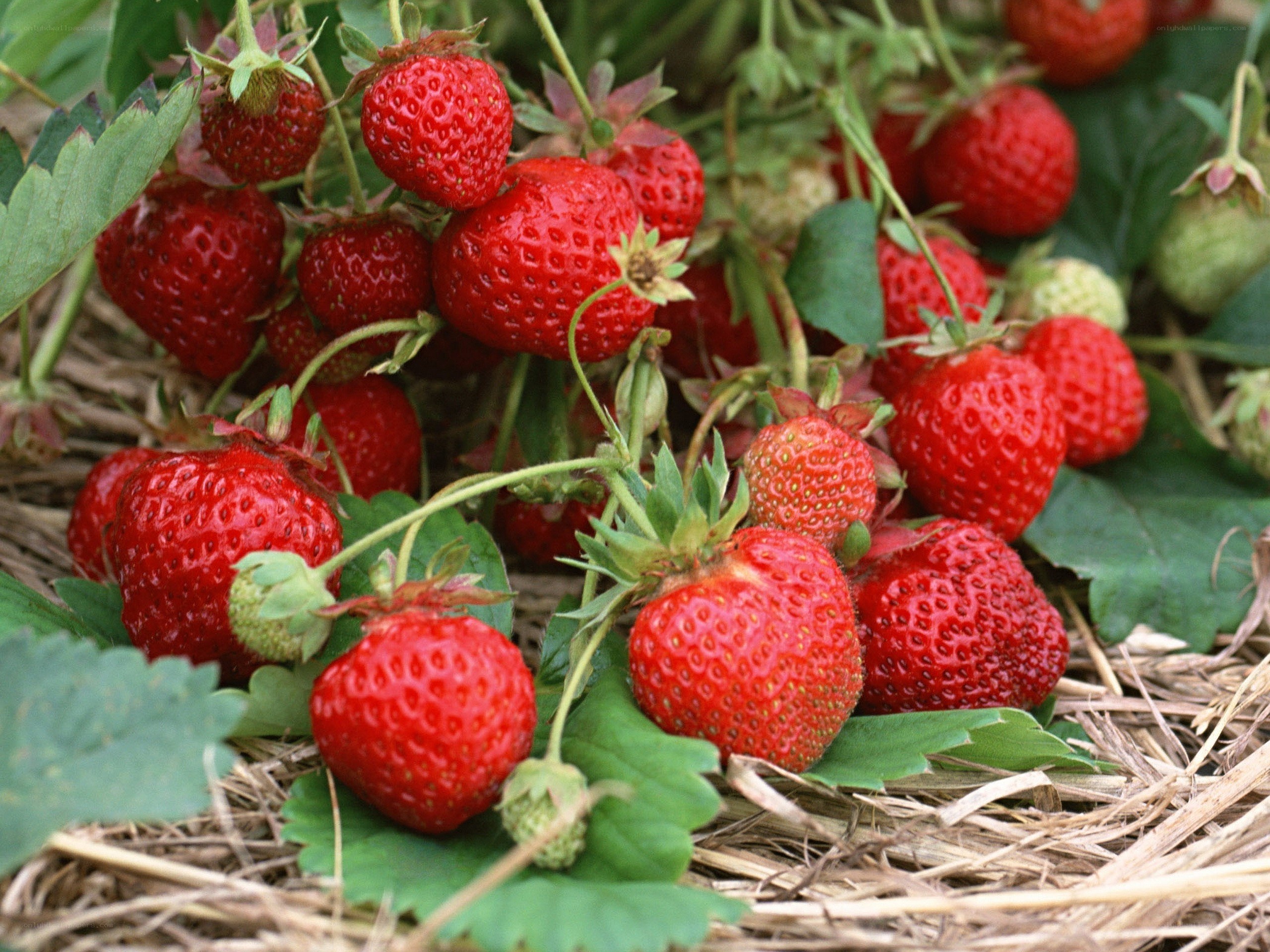 Fresh strawberries on the vine