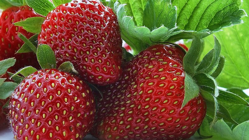 Fresh strawberries with green leaves
