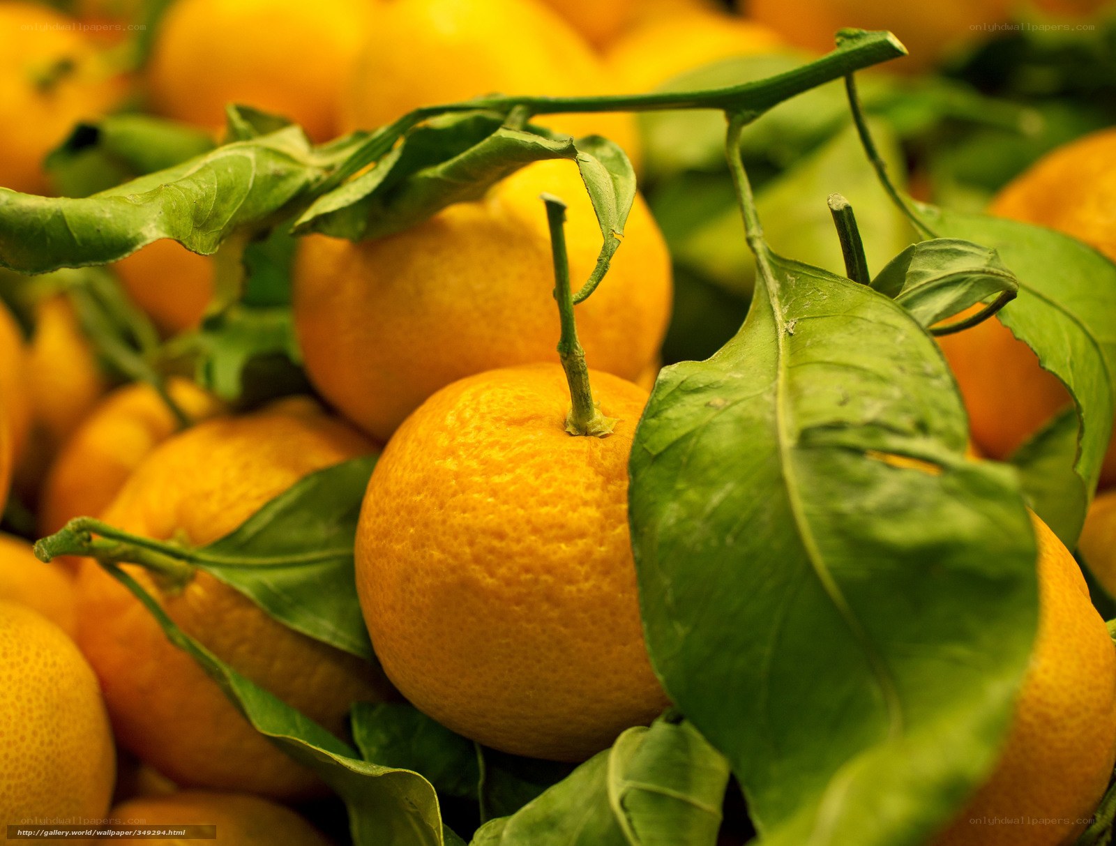 Fresh tangerines with leaves