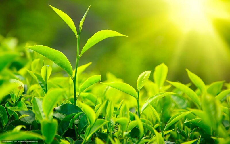 Fresh tea leaves in sunlight