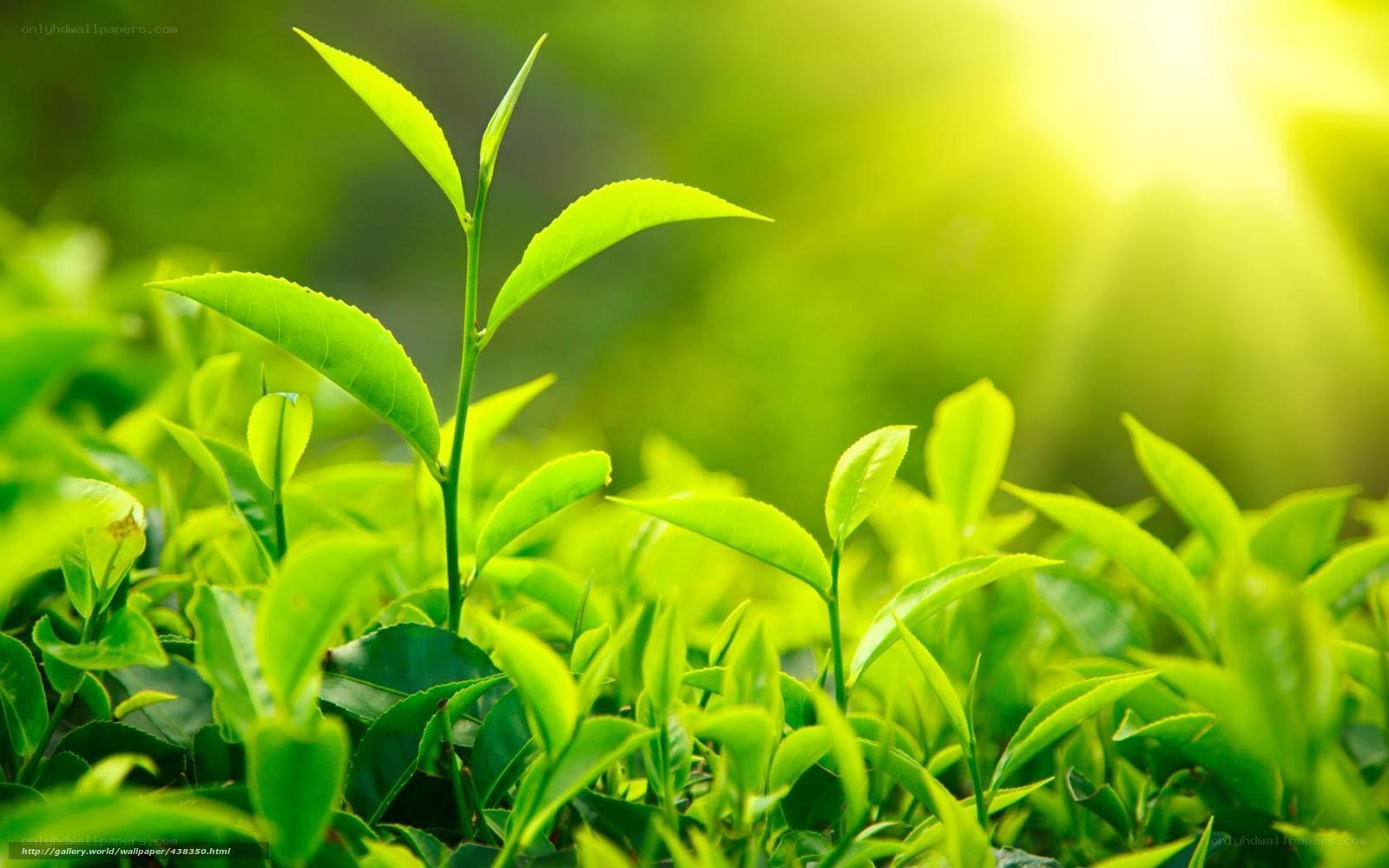 Fresh tea leaves in sunlight