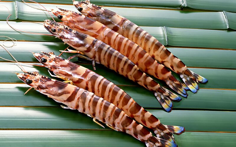 Fresh Tiger Prawns