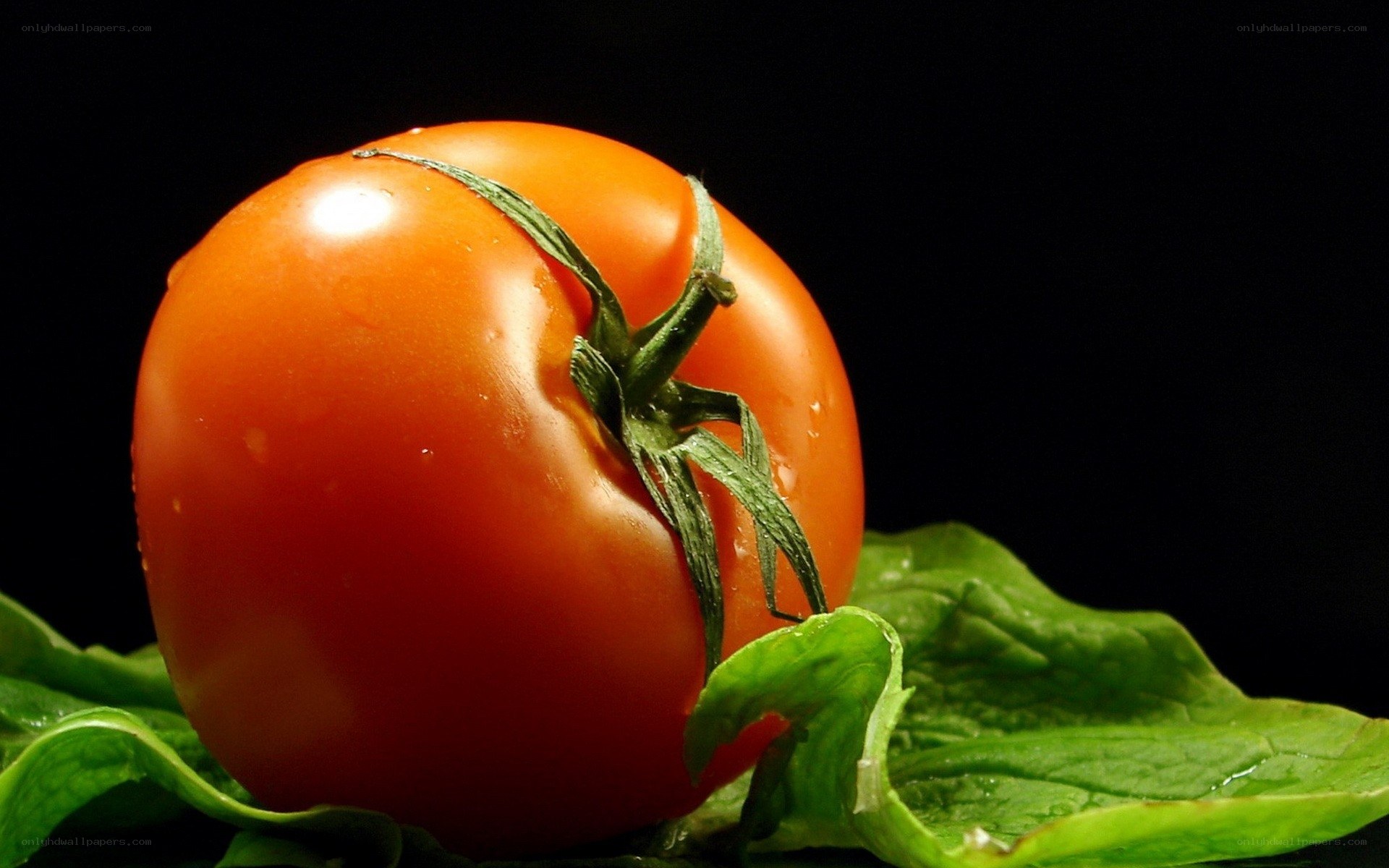 Fresh tomato on green leaves