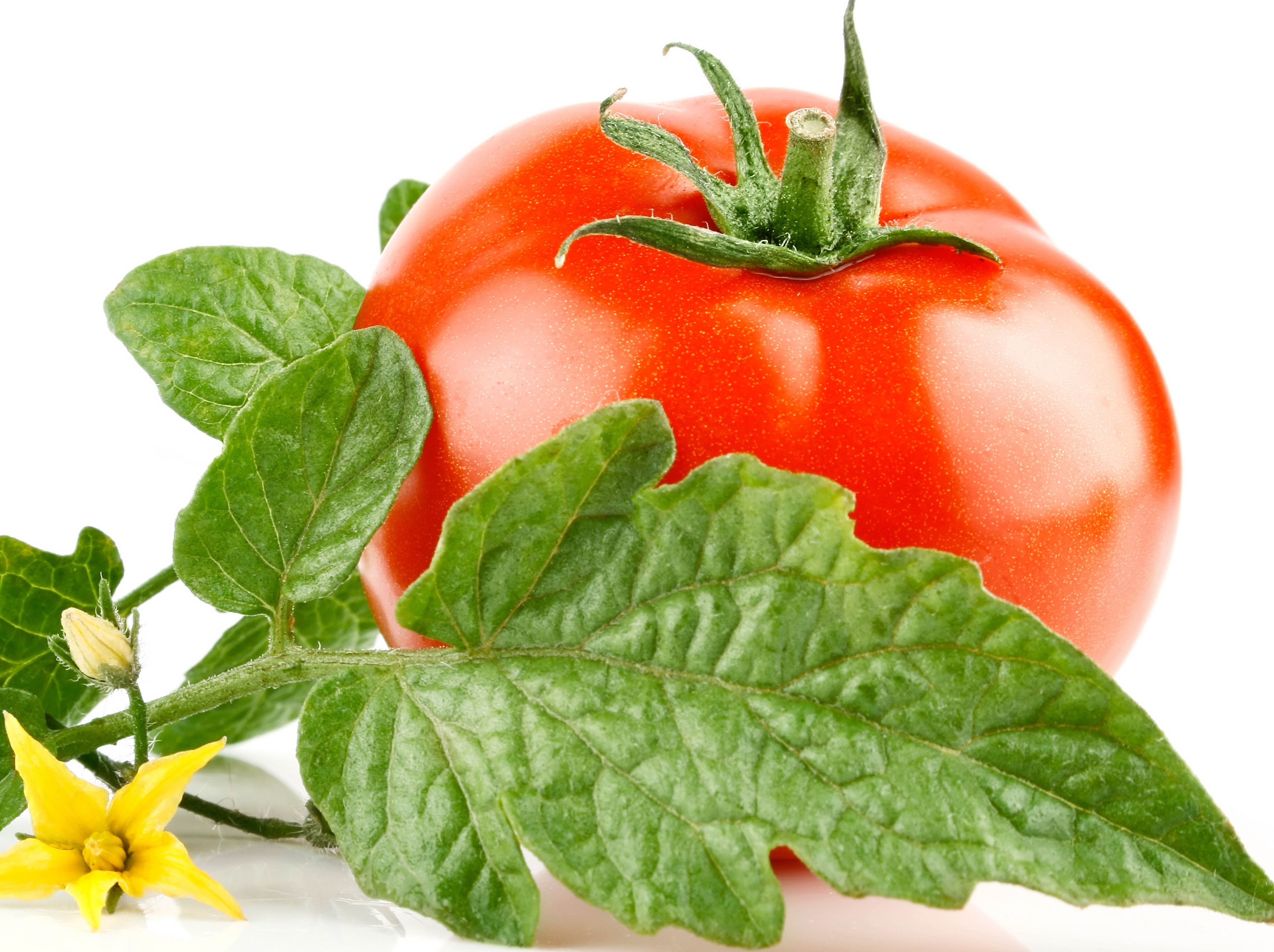 Fresh tomato with leaves and flower