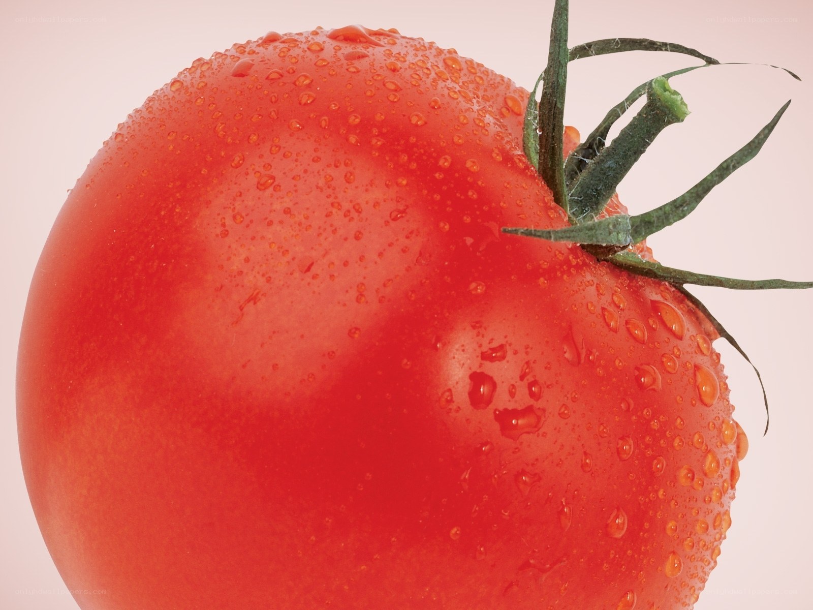 fresh tomato with water droplets