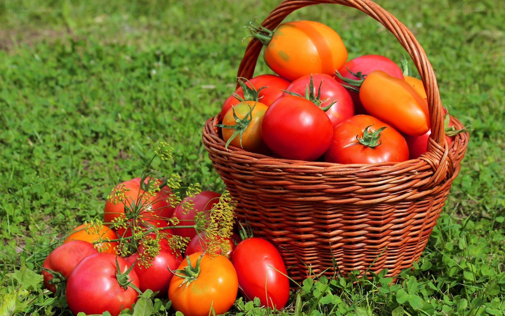 Fresh tomatoes in a basket