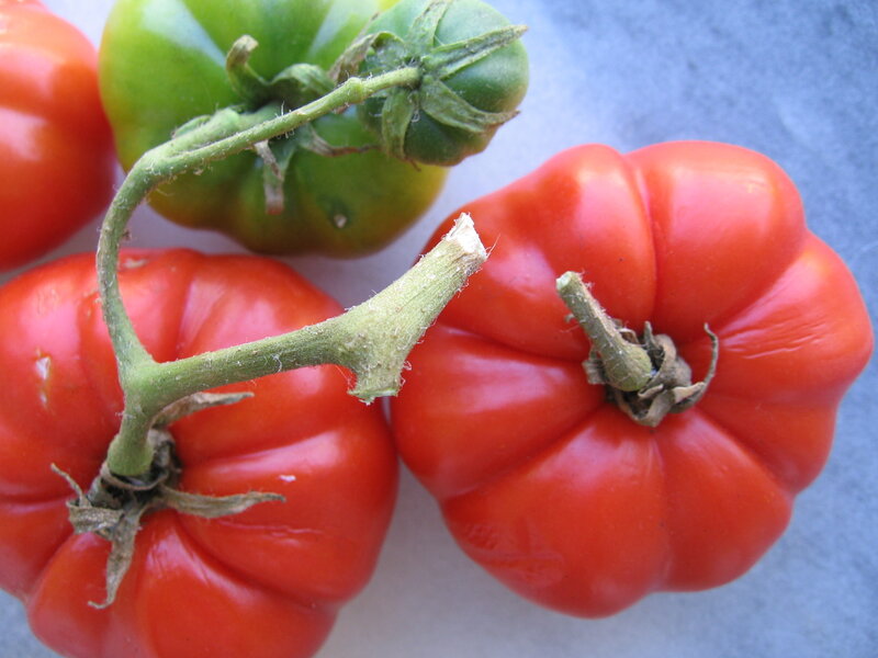 Fresh tomatoes on a surface