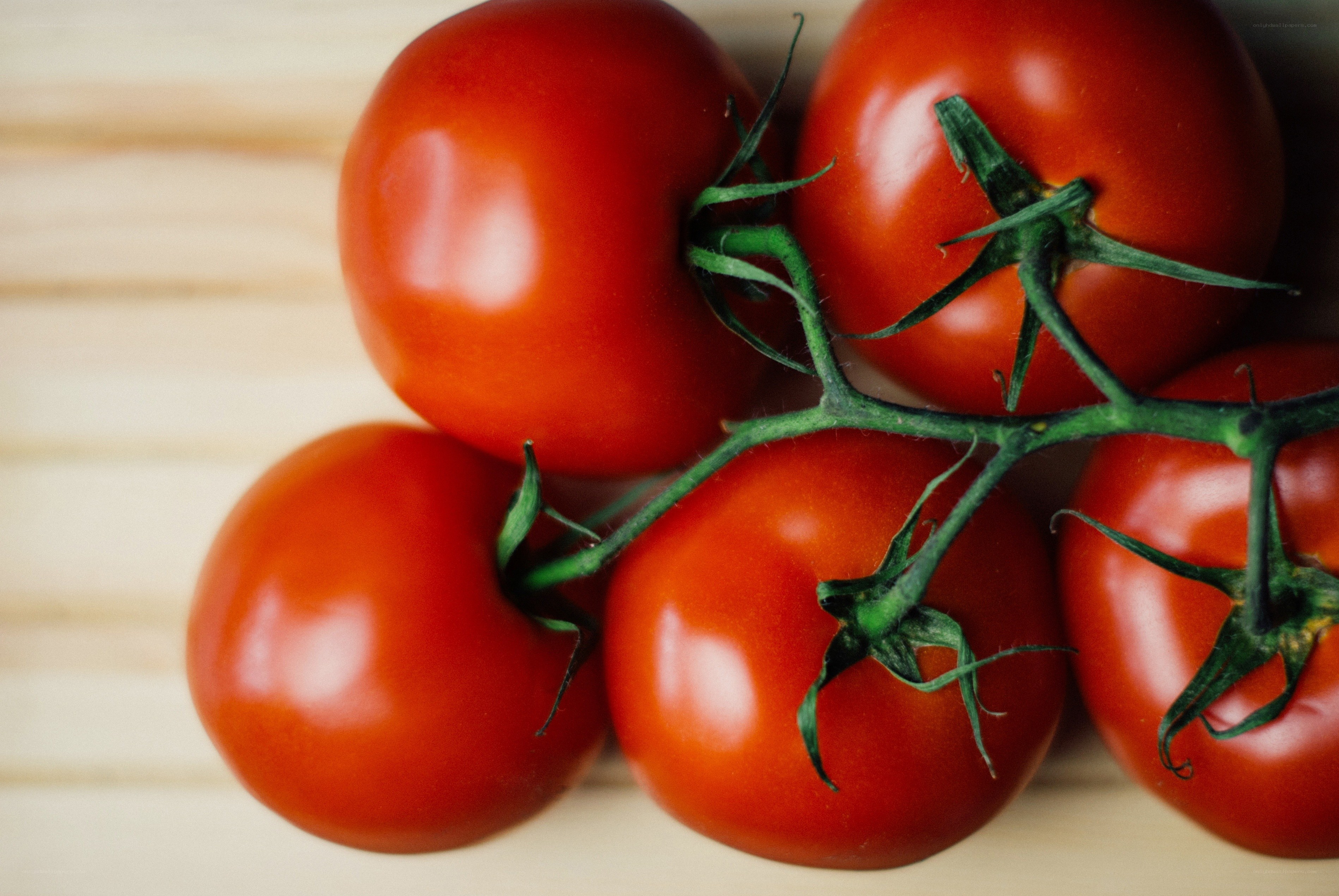 Fresh tomatoes on a vine