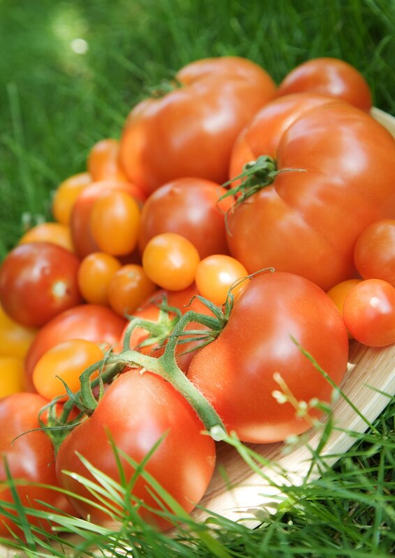 Fresh tomatoes on grass
