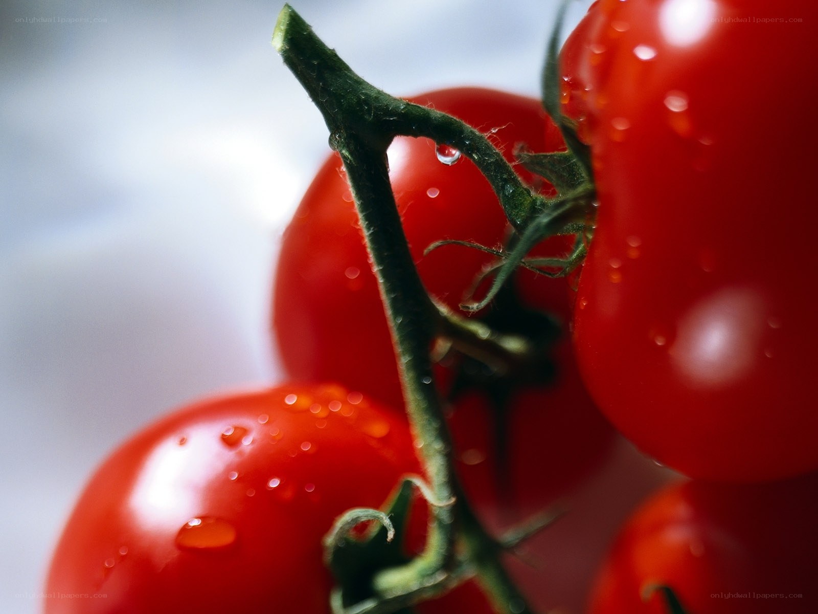 Fresh tomatoes on the vine