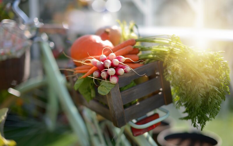 Fresh Vegetables in Basket
