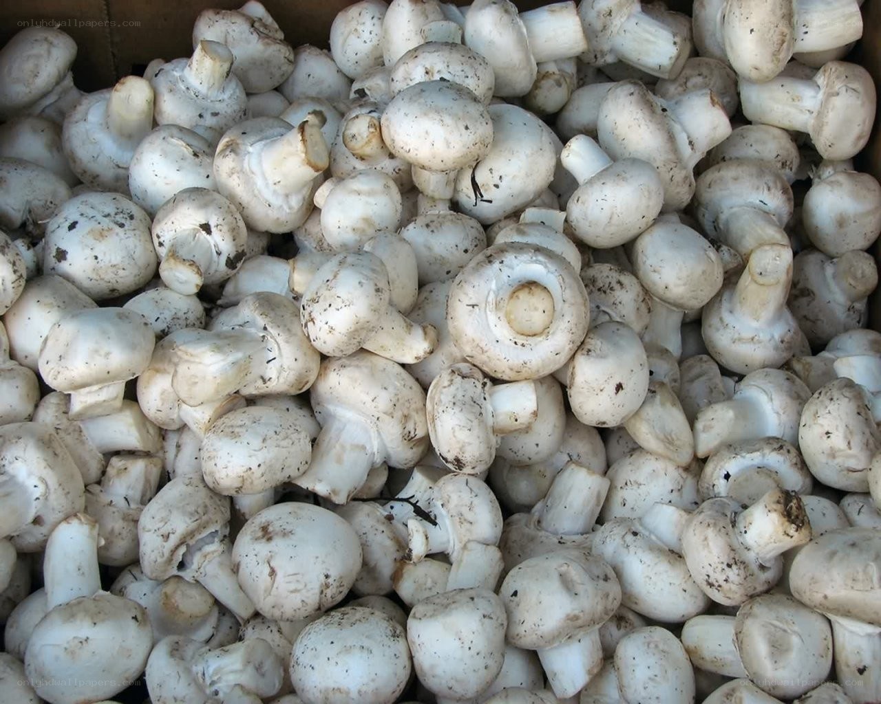 Fresh white mushrooms in a box