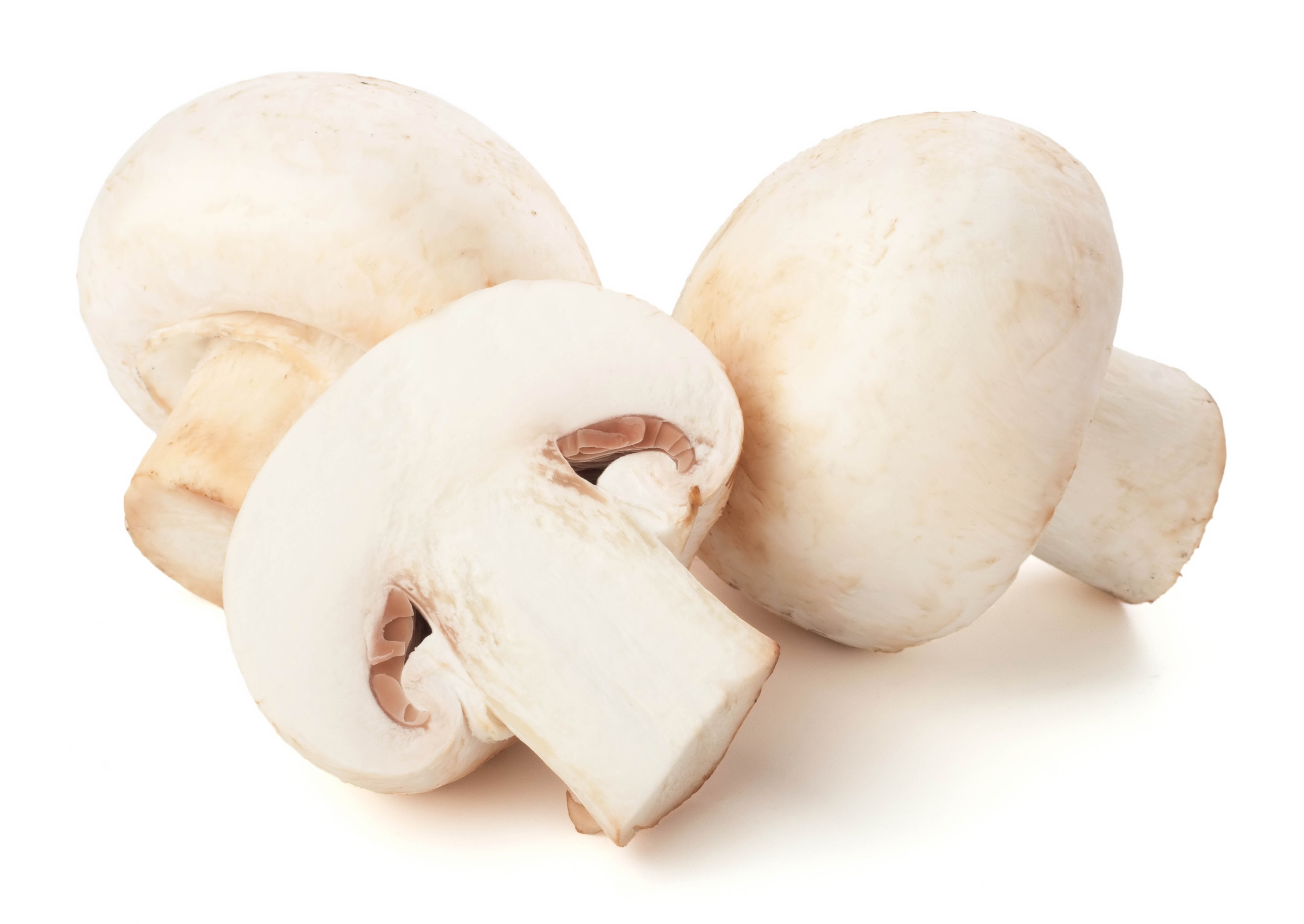 fresh white mushrooms