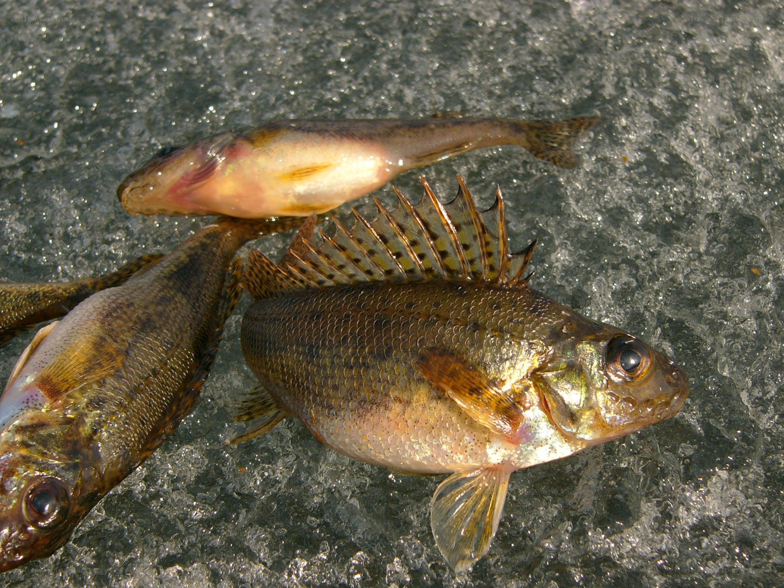 Freshly caught fish on ice