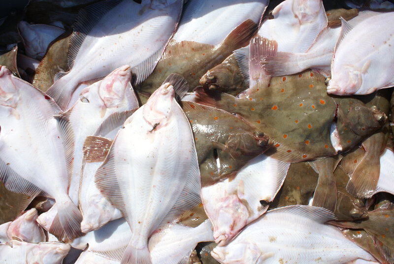 Freshly Caught Flatfish
