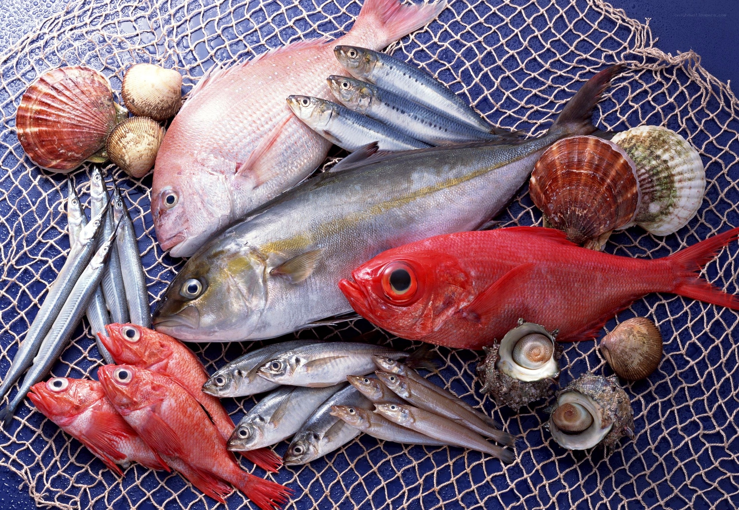 Freshly caught seafood display