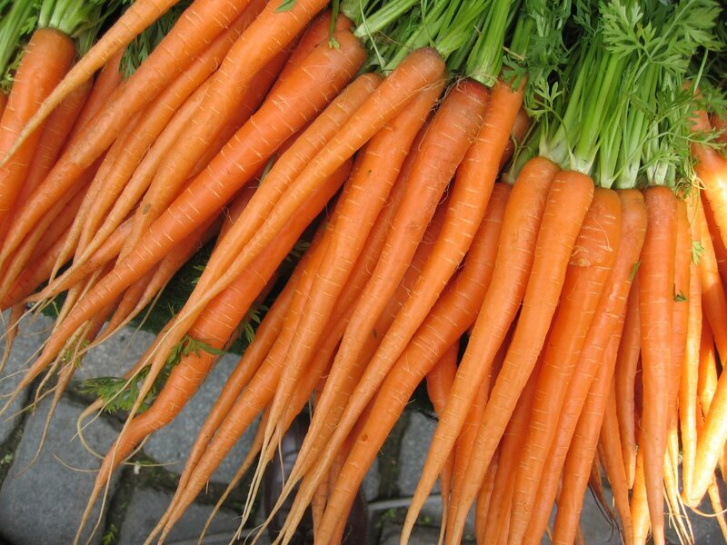 Freshly Harvested Carrots