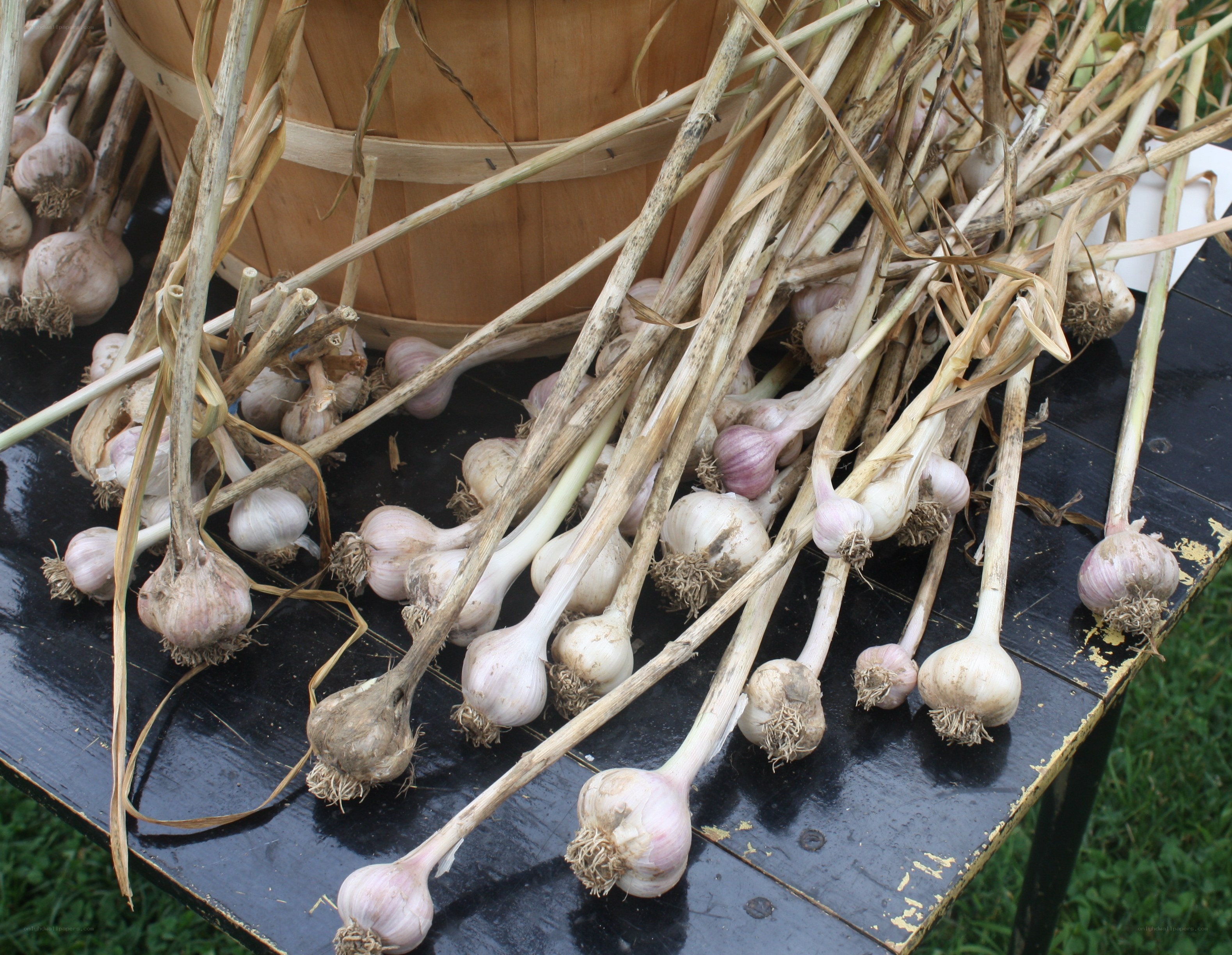 Freshly harvested garlic bulbs