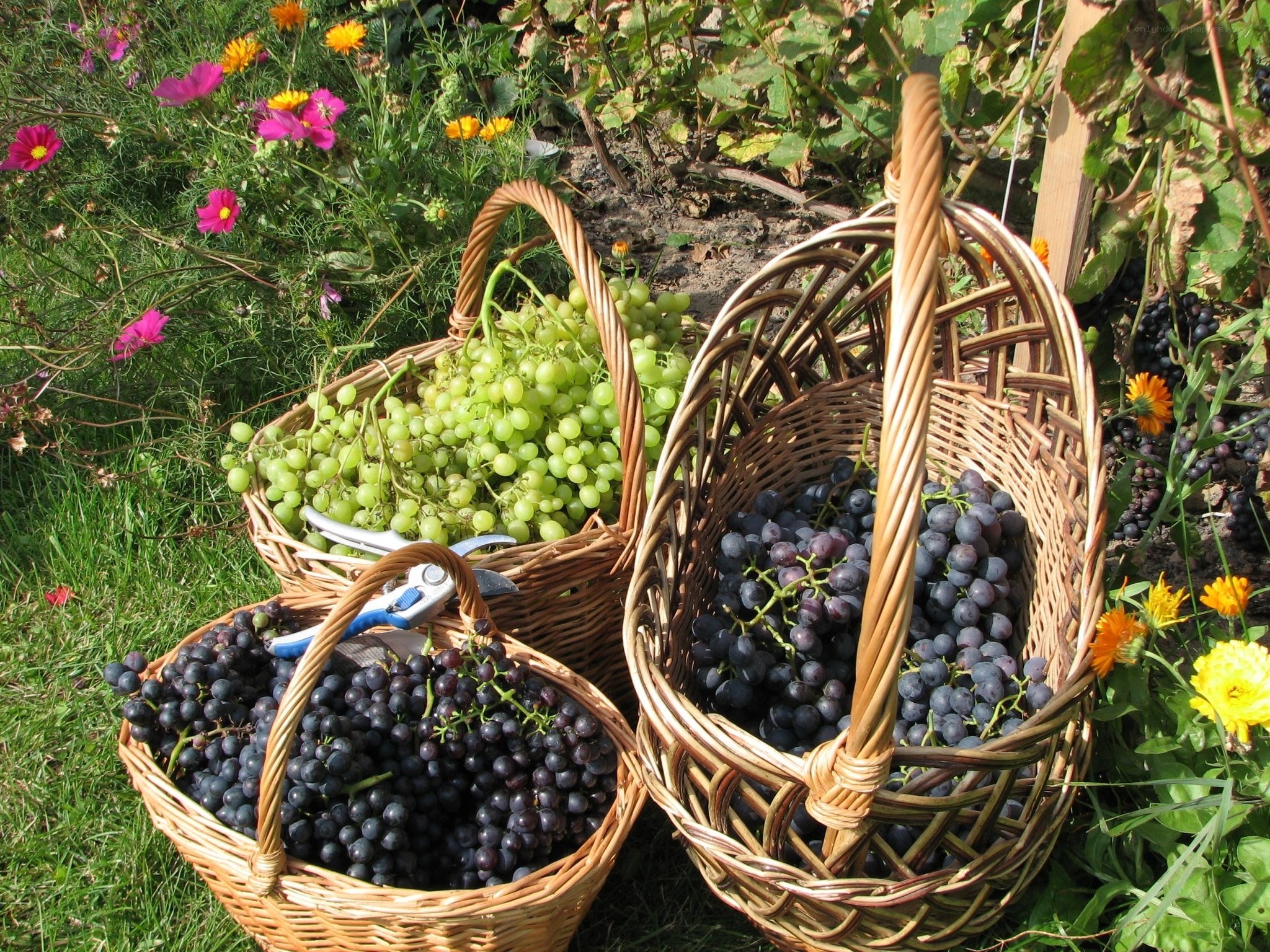 Freshly harvested grapes in baskets