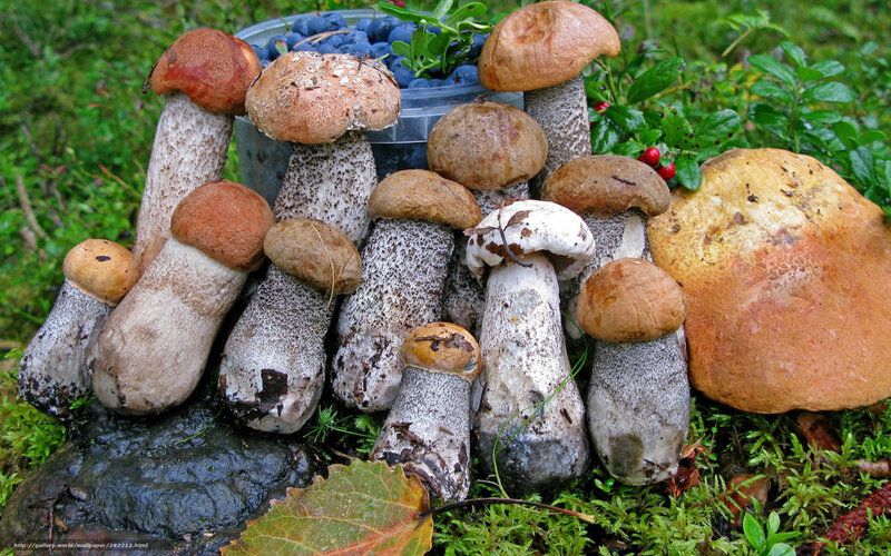 Freshly harvested mushrooms and berries