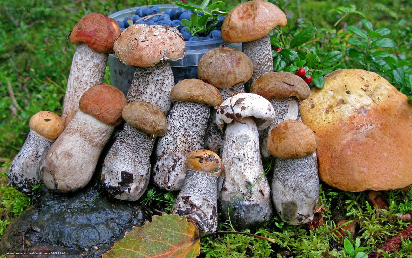 Freshly harvested mushrooms and berries