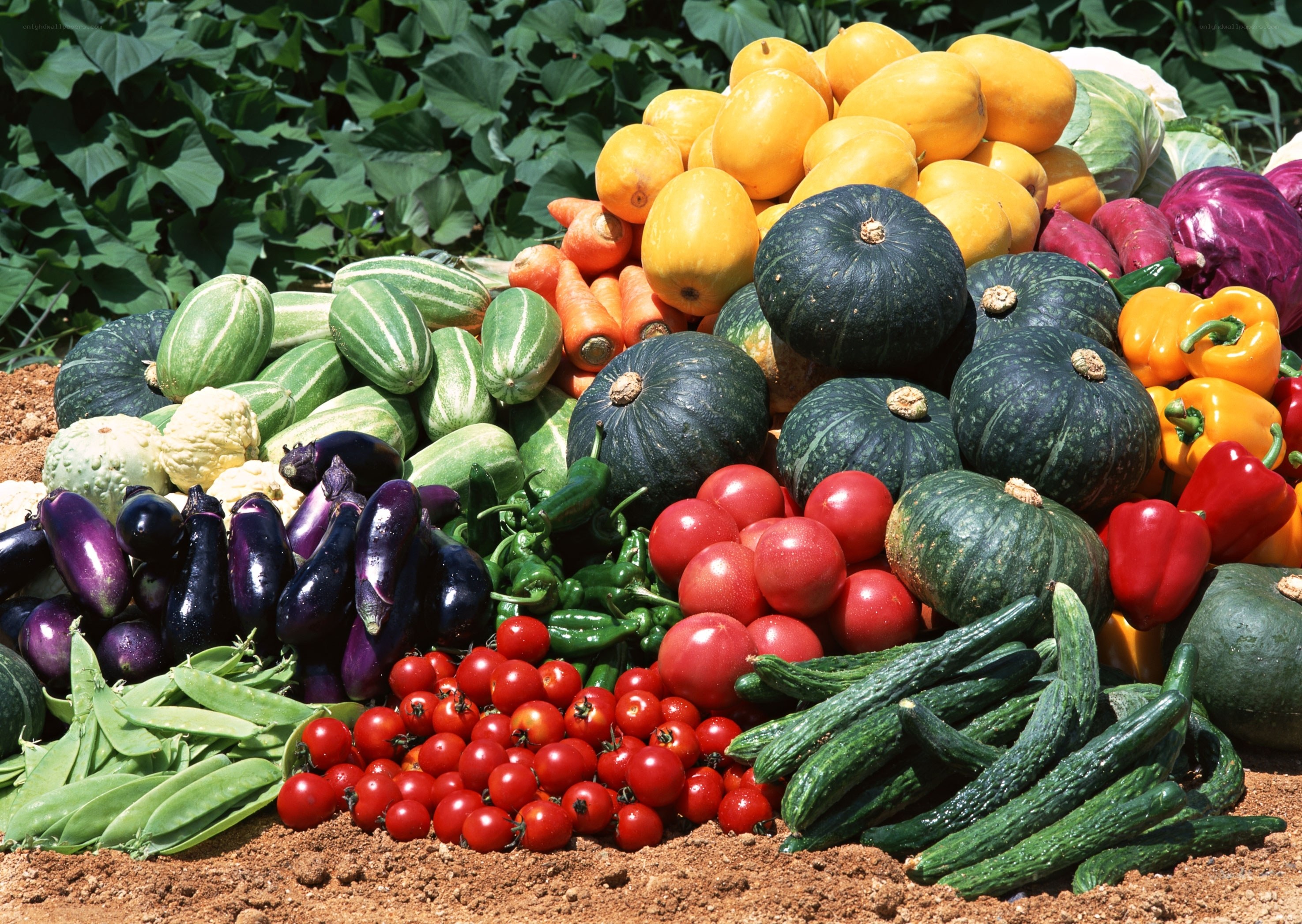 Freshly harvested vegetables