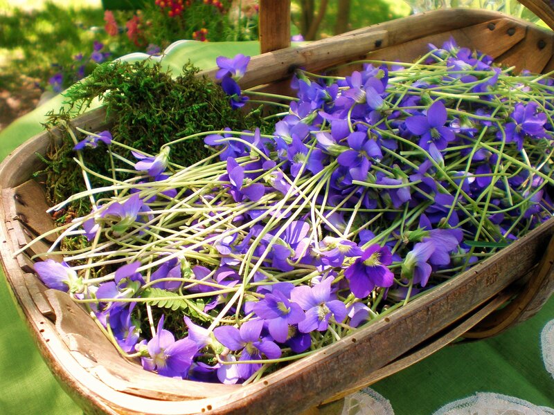 Freshly picked violets in a basket