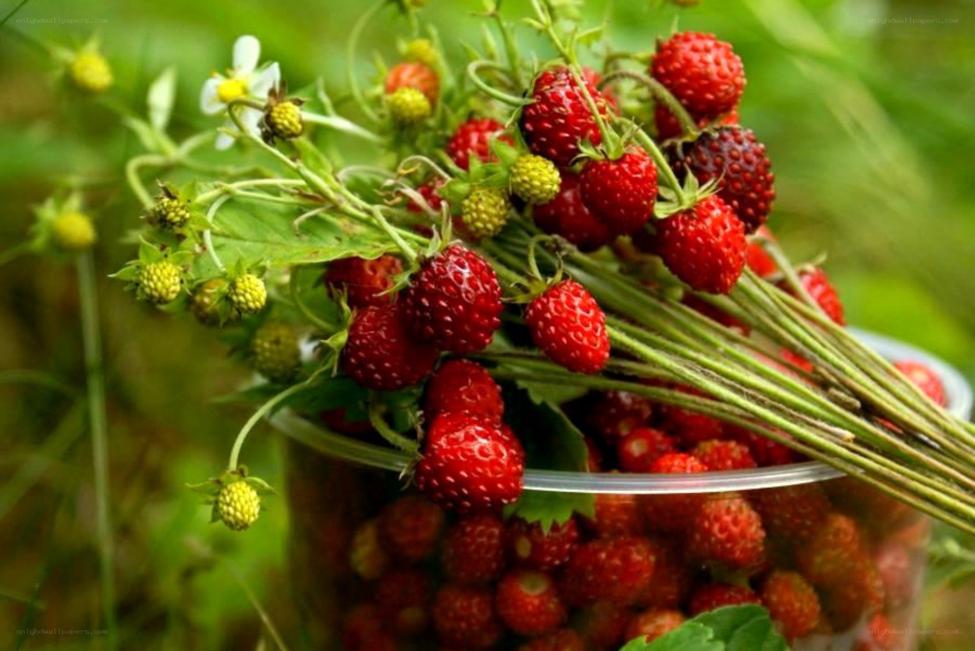 Freshly picked wild strawberries
