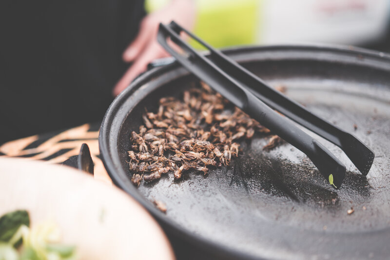 Fried Crickets on a Pan