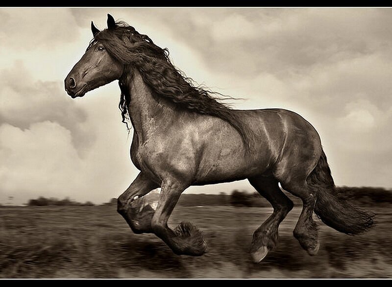 friesian horse running