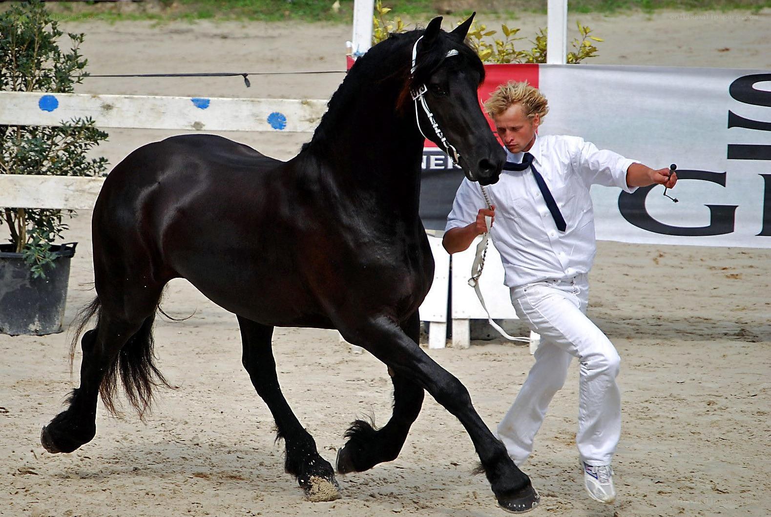 Friesian horse show performance