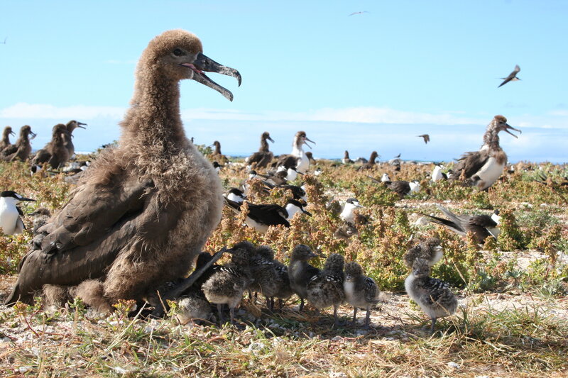 Frigatebird colony on a tropical island