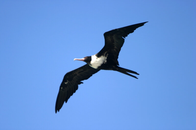 frigatebird in flight