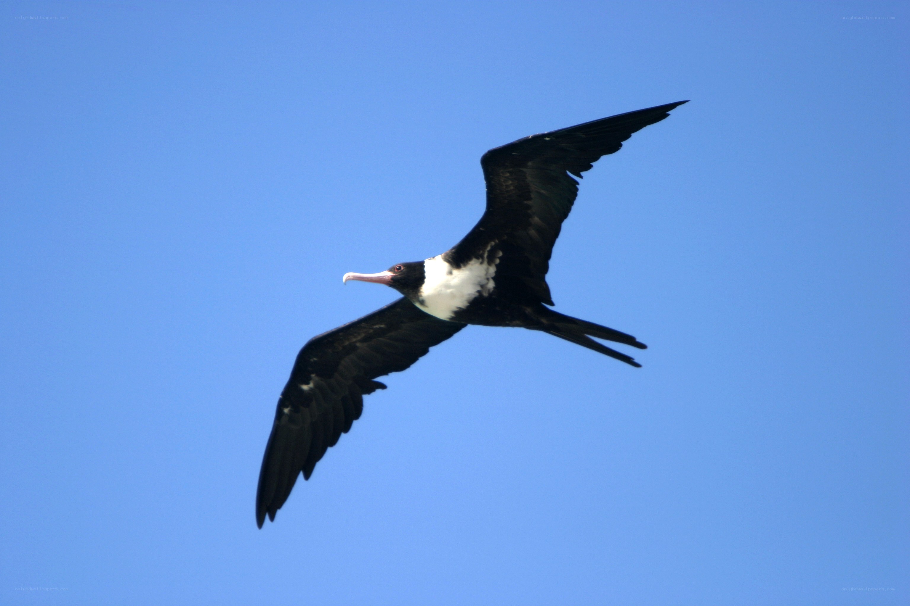 frigatebird in flight