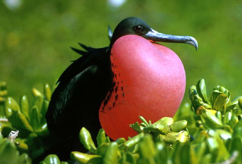 Frigatebird with Inflated Pouch — Black