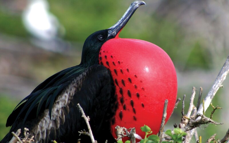frigatebird with inflated pouch