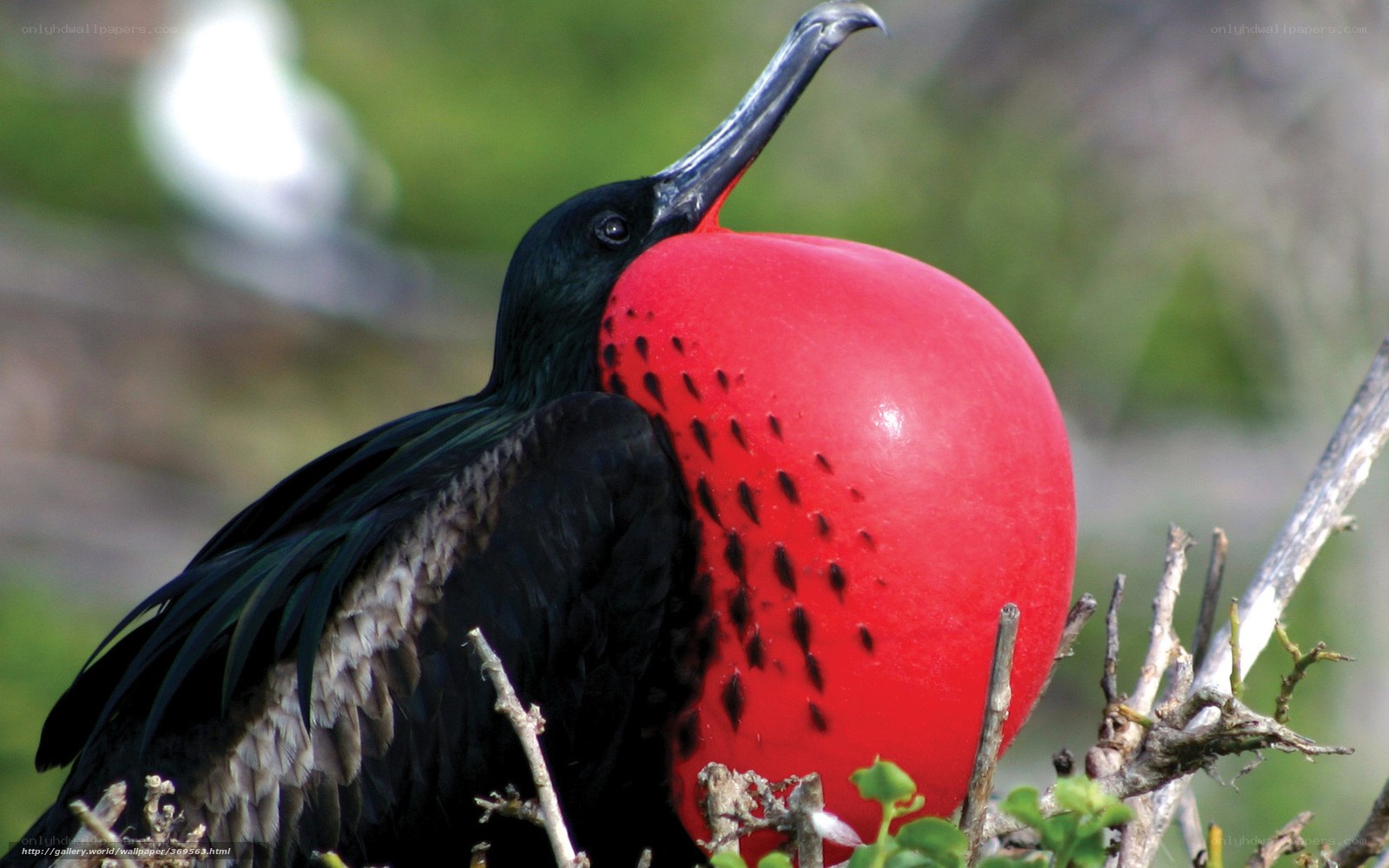 frigatebird with red gular sac