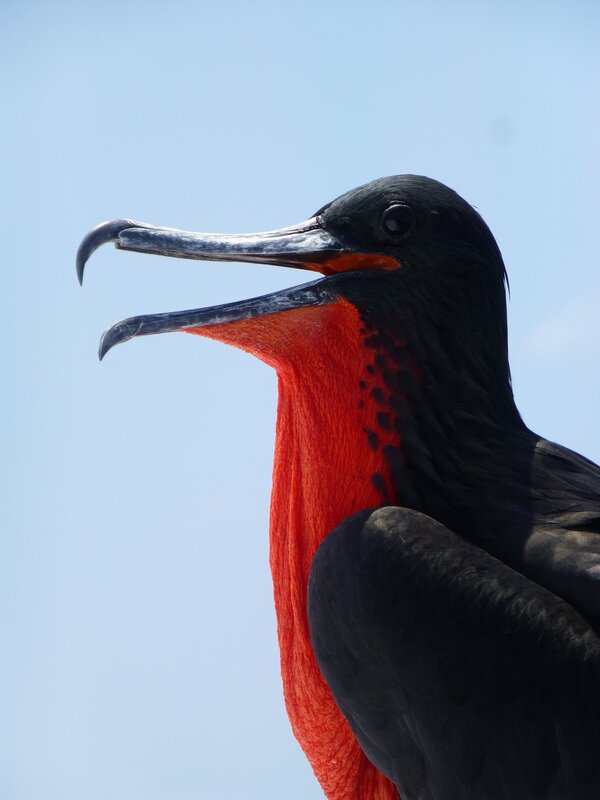 Frigatebird with Red Throat