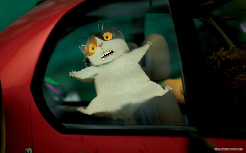 Frightened Cat in Car