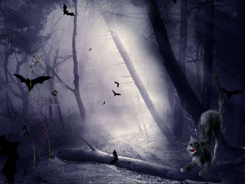 Frightened Cat in Forest