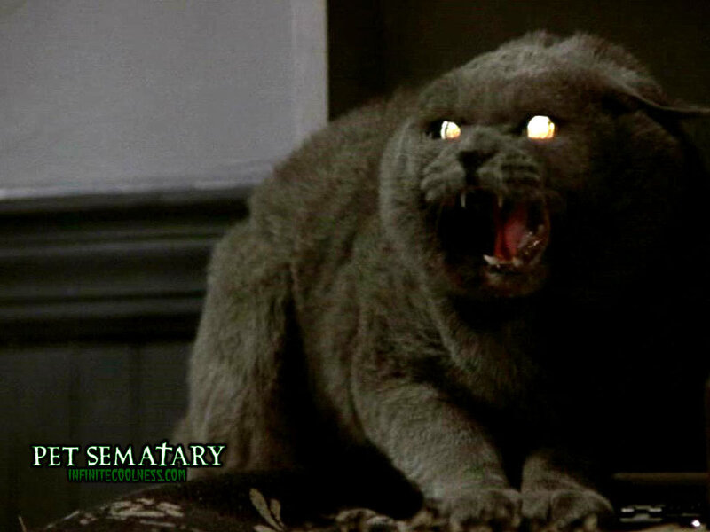 Frightened Gray Cat