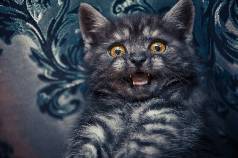 frightened gray kitten