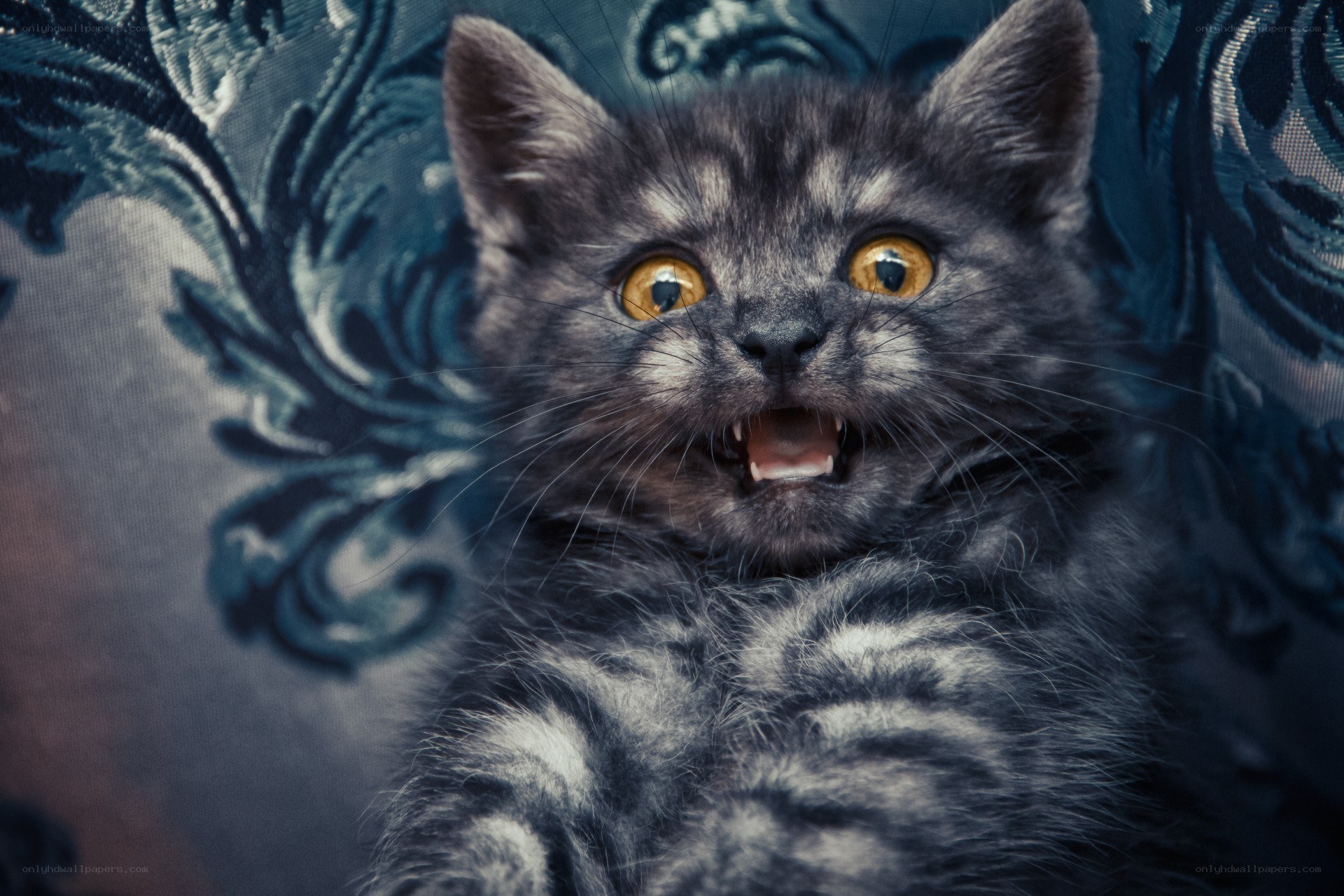 frightened gray kitten