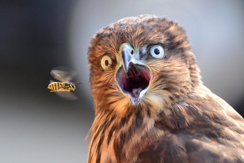 Frightened Hawk with Wasp
