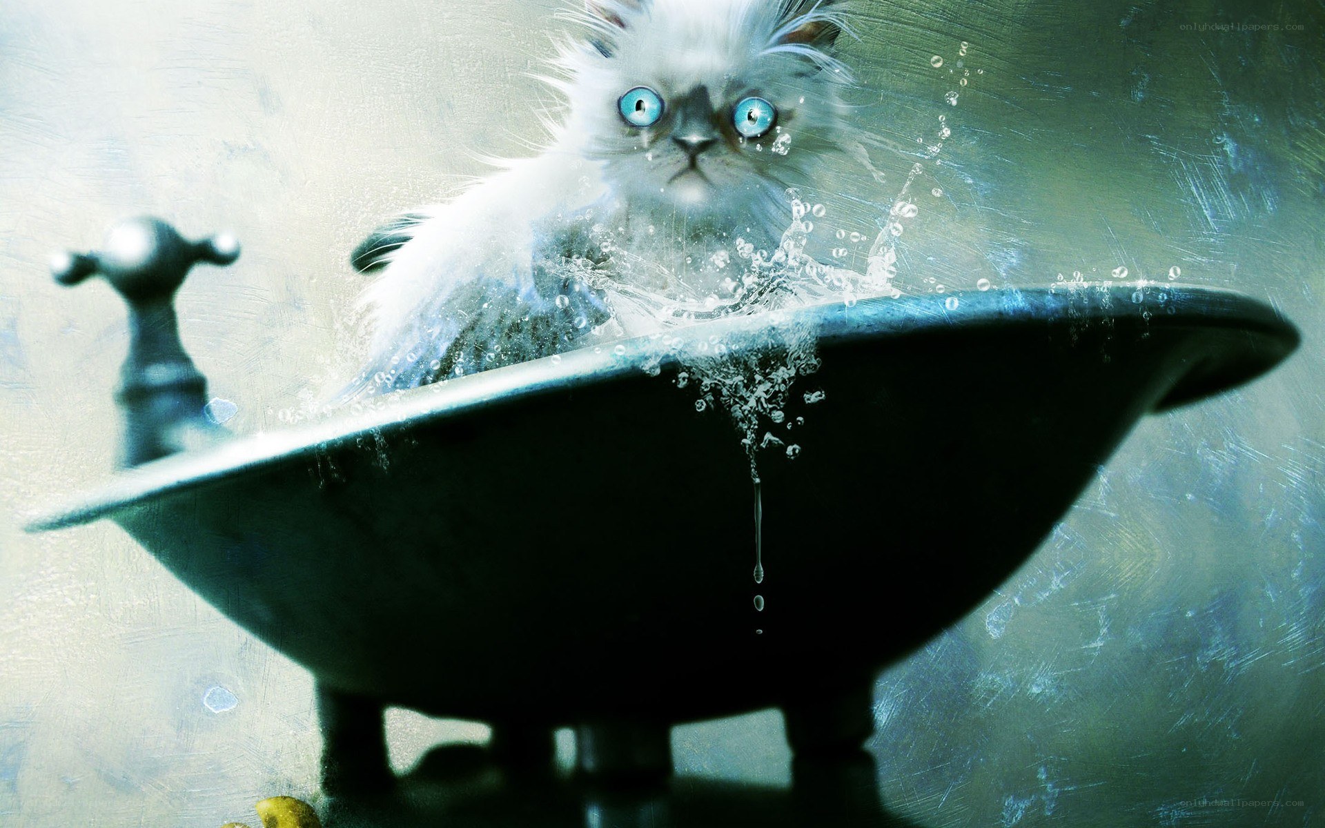 frightened kitten in bathtub