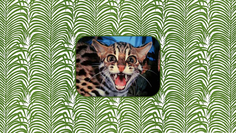 Frightened Ocelot